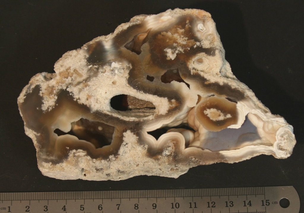 Fossilized coral